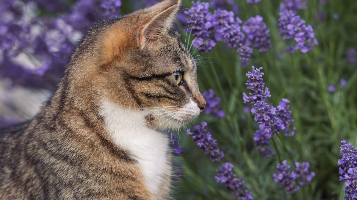 Illustration : "Les huiles essentielles contre les puces sont-elles sans danger pour les chats ?"