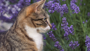 Les huiles essentielles contre les puces sont-elles sans danger pour les chats ?