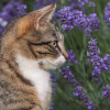 Illustration : Les huiles essentielles contre les puces sont-elles sans danger pour les chats ?