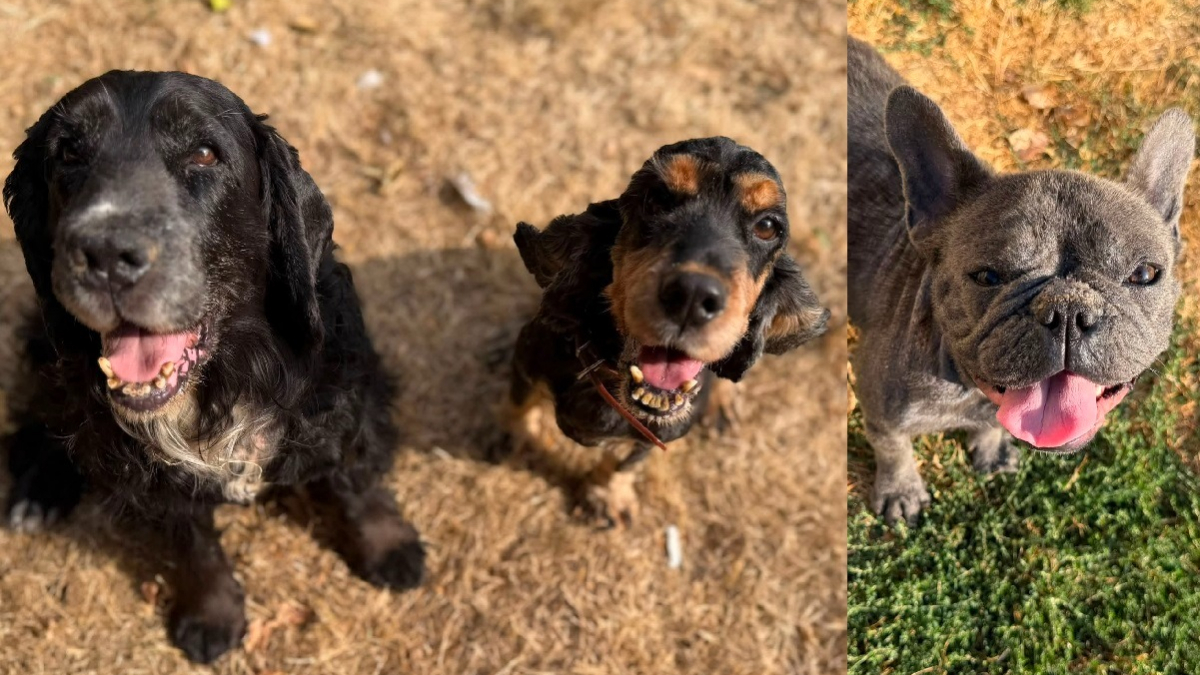 Illustration : "Transformés par leur toilettage, ces 3 chiens sauvés de la négligence dont 2 Cockers inséparables espèrent une seconde chance"