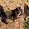 Illustration : Transform&eacute;s par leur toilettage, ces 3 chiens sauv&eacute;s de la n&eacute;gligence dont 2 Cockers ins&eacute;parables esp&egrave;rent une seconde chance
