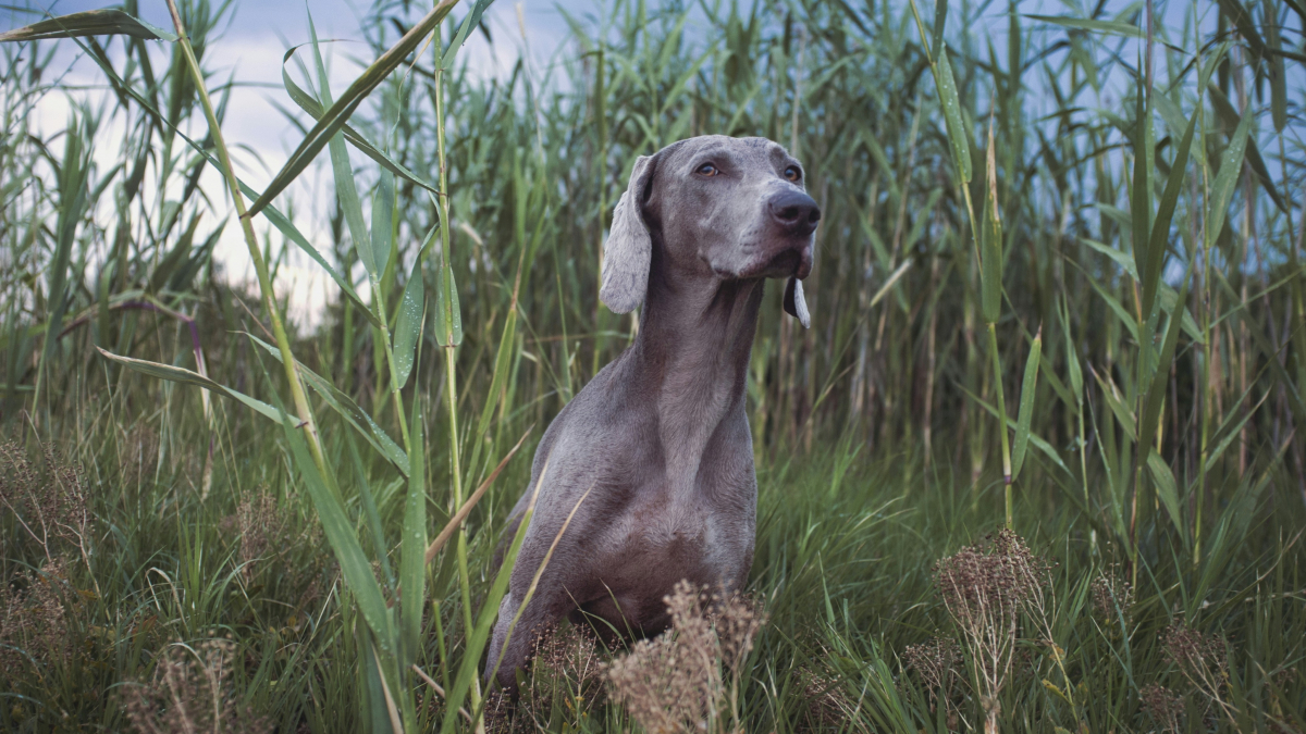 Illustration : "Le GPS canin : comment les chiens de chasse utilisent le champ magnétique pour retrouver leur chemin"