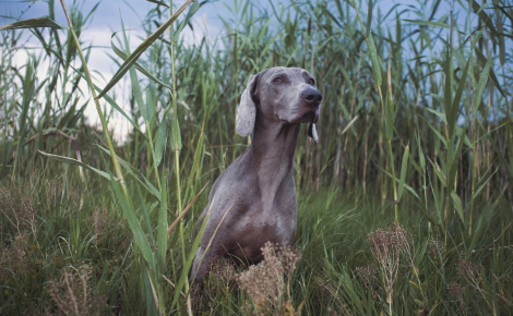 Le GPS canin : comment les chiens de chasse utilisent le champ magnétique pour retrouver leur chemin
