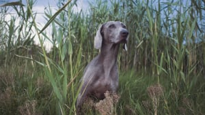 Illustration : Le GPS canin : comment les chiens de chasse utilisent le champ magn&eacute;tique pour retrouver leur chemin
