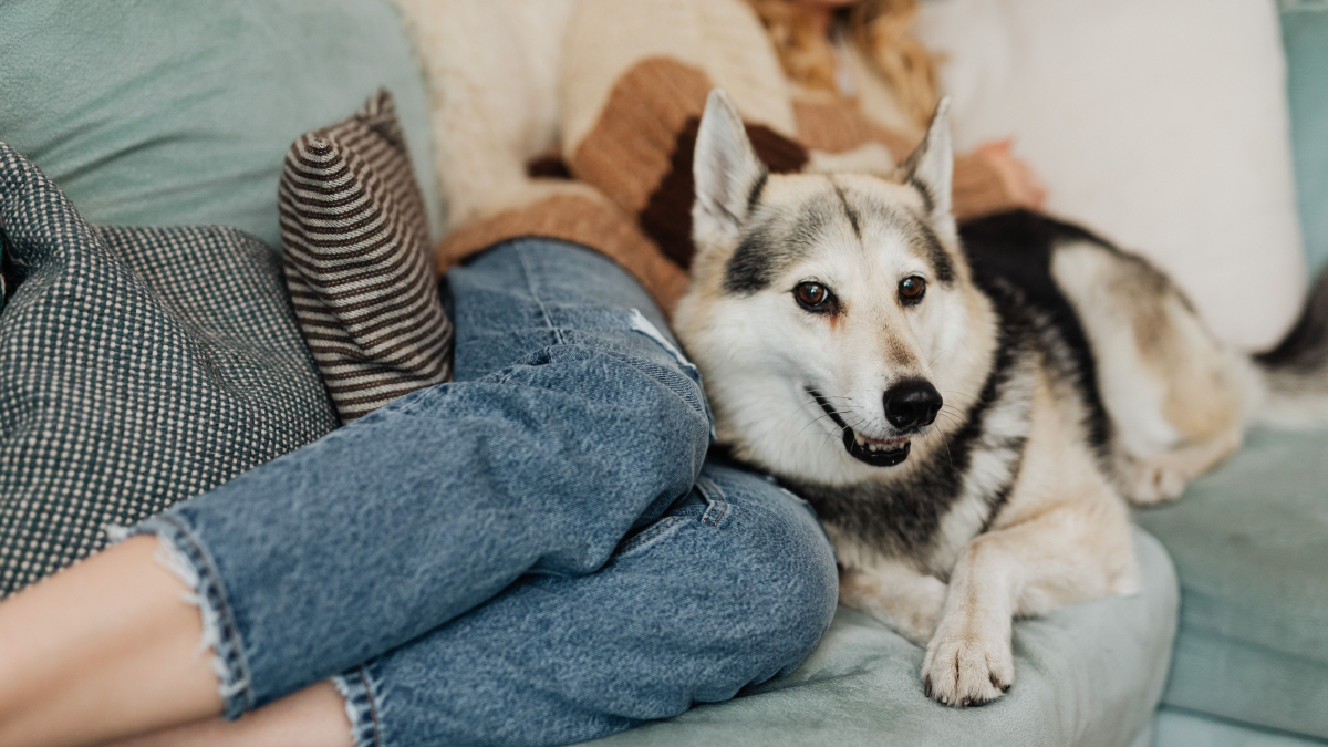 Illustration : "Pourquoi votre chien s'endort-il en vous tournant délibérément le dos ?"