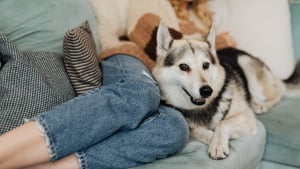 Illustration : Pourquoi votre chien s'endort-il en vous tournant d&eacute;lib&eacute;r&eacute;ment le dos ?