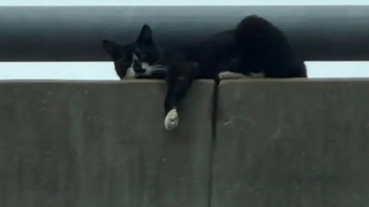 Illustration : "Après son sauvetage périlleux sur un pont, ce chat devient le chouchou du personnel du refuge avec son étonnante petite manie"