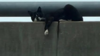 Illustration : Apr&egrave;s son sauvetage p&eacute;rilleux sur un pont, ce chat devient le chouchou du personnel du refuge avec son &eacute;tonnante petite manie