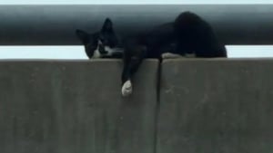 Illustration : Apr&egrave;s son sauvetage p&eacute;rilleux sur un pont, ce chat devient le chouchou du personnel du refuge avec son &eacute;tonnante petite manie