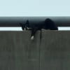 Illustration : Apr&egrave;s son sauvetage p&eacute;rilleux sur un pont, ce chat devient le chouchou du personnel du refuge avec son &eacute;tonnante petite manie