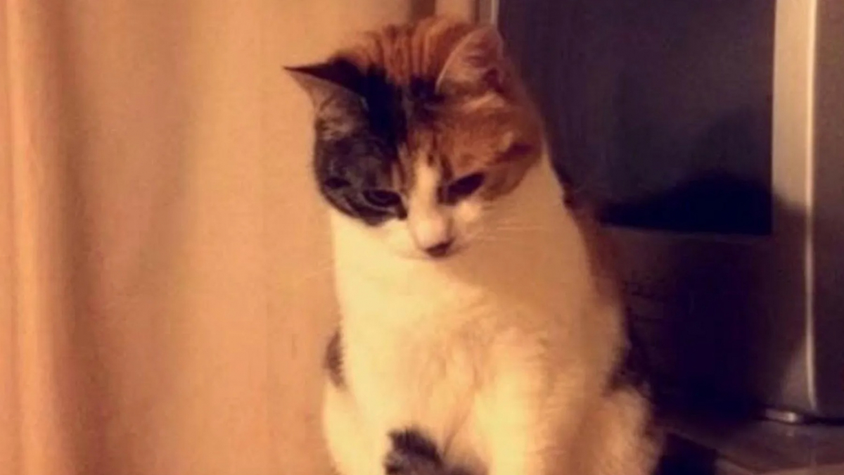 Illustration : "« Elle est exactement comme sur les vieilles photos », cette chatte retrouve sa famille 10 ans après sa disparition"
