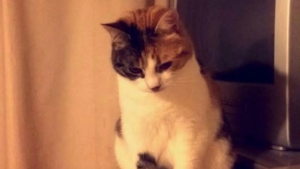 Illustration : « Elle est exactement comme sur les vieilles photos », cette chatte retrouve sa famille 10 ans après sa disparition