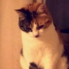 Illustration : &laquo; Elle est exactement comme sur les vieilles photos &raquo;, cette chatte retrouve sa famille 10 ans apr&egrave;s sa disparition