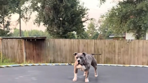 Illustration : En l'absence de sa famille, ce chien transforme le trampoline en terrain de jeu et passe des heures à sauter dessus (vidéo)