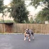 Illustration : En l'absence de sa famille, ce chien transforme le trampoline en terrain de jeu et passe des heures &agrave; sauter dessus (vid&eacute;o)