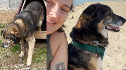 Illustration : Sauv&eacute; et adopt&eacute; apr&egrave;s avoir &eacute;t&eacute; encha&icirc;n&eacute; dehors toute sa vie, ce chien aide d&eacute;sormais sa bienfaitrice &agrave; accueillir d'autres animaux en d&eacute;tresse