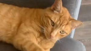Illustration : « Ce n'est pas réel », la maîtresse d’un chat roux est hilare lorsqu’une petite fille vient sonner à la porte pour jouer avec lui (vidéo)
