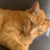 Illustration : &laquo; Ce n'est pas r&eacute;el &raquo;, la ma&icirc;tresse d&rsquo;un chat roux est hilare lorsqu&rsquo;une petite fille vient sonner &agrave; la porte pour jouer avec lui (vid&eacute;o)