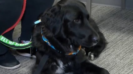 Illustration : Sauv&eacute; d'un refuge ce courageux chien de th&eacute;rapie apaise l'anxi&eacute;t&eacute; des patients hospitalis&eacute;s et de leurs familles