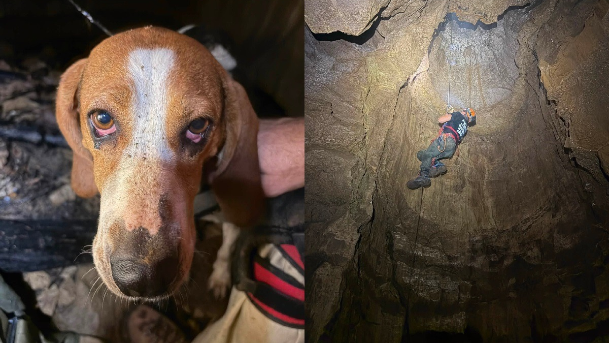 Illustration : "Une chienne survit à une chute de 15 mètres dans une grotte puis est remontée à la surface par un secouriste et un spéléologue"