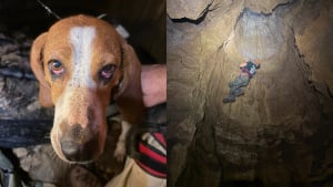 Illustration : Une chienne survit &agrave; une chute de 15 m&egrave;tres dans une grotte puis est remont&eacute;e &agrave; la surface par un secouriste et un sp&eacute;l&eacute;ologue