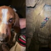 Illustration : Une chienne survit &agrave; une chute de 15 m&egrave;tres dans une grotte puis est remont&eacute;e &agrave; la surface par un secouriste et un sp&eacute;l&eacute;ologue
