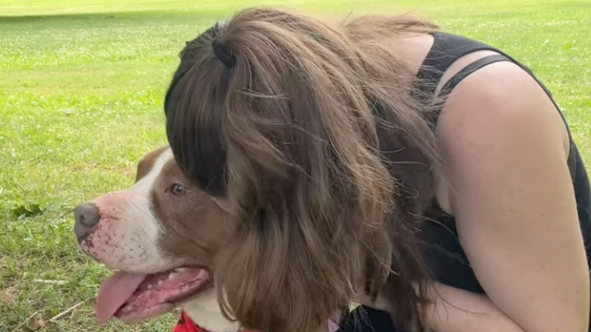 Illustration : "Une simple journée au parc et une vidéo changent le destin de ce vieux Pitbull que personne ne voulait adopter"