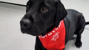 Illustration : Après 4 heures d’opération et 5 jours de soins intensifs, ce Labrador survit à la perforation de son ulcère 