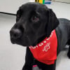 Illustration : Apr&egrave;s 4 heures d&rsquo;op&eacute;ration et 5 jours de soins intensifs, ce Labrador survit &agrave; la perforation de son ulc&egrave;re 