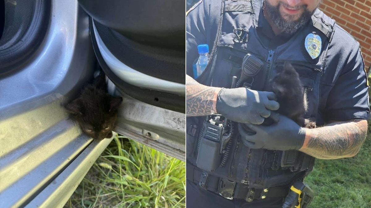 Illustration : "Coincé dans la portière d’une voiture, un minuscule chaton noir est sauvé grâce à l’intervention minutieuse des pompiers et de la police"