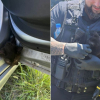 Illustration : Coinc&eacute; dans la porti&egrave;re d&rsquo;une voiture, un minuscule chaton noir est sauv&eacute; gr&acirc;ce &agrave; l&rsquo;intervention minutieuse des pompiers et de la police