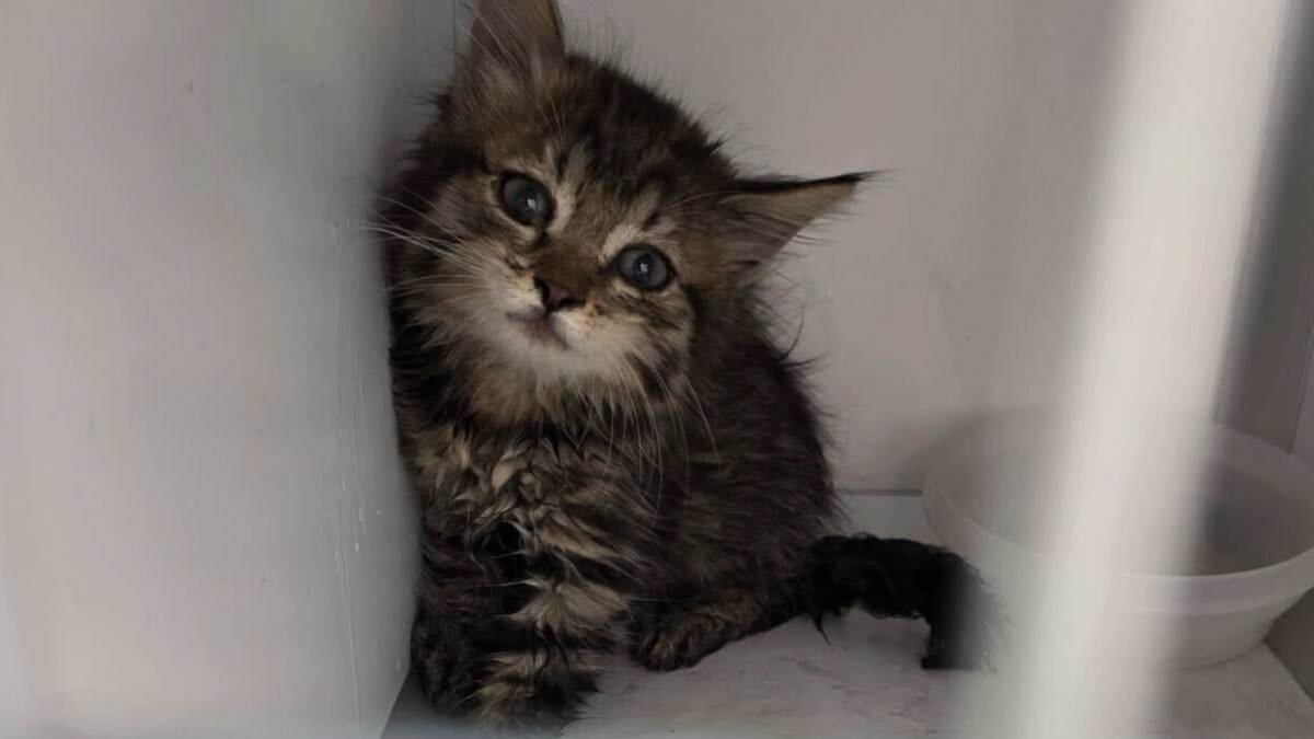 Illustration : "A peine sorti du moteur d'une voiture par les pompiers et les policiers municipaux, ce chaton a rejoint sa famille adoptive"