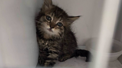 Illustration : A peine sorti du moteur d'une voiture par les pompiers et les policiers municipaux, ce chaton a rejoint sa famille adoptive