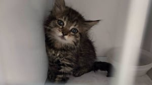 Illustration : A peine sorti du moteur d'une voiture par les pompiers et les policiers municipaux, ce chaton a rejoint sa famille adoptive