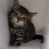 Illustration : A peine sorti du moteur d'une voiture par les pompiers et les policiers municipaux, ce chaton a rejoint sa famille adoptive