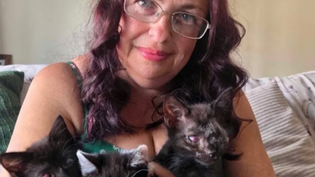 Illustration : "Devenus aveugles lors d’un épisode très virulent de grippe, ces 3 chatons résilients attendent leurs futures familles"