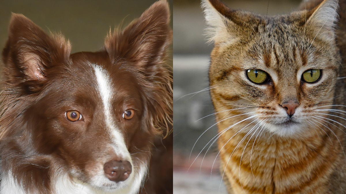 Illustration : "A Nîmes, un Border Collie et un chat sont sauvés après 4 jours enfermés sans eau ni nourriture dans un appartement insalubre"