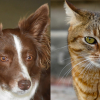 Illustration : A N&icirc;mes, un Border Collie et un chat sont sauv&eacute;s apr&egrave;s 4 jours enferm&eacute;s sans eau ni nourriture dans un appartement insalubre