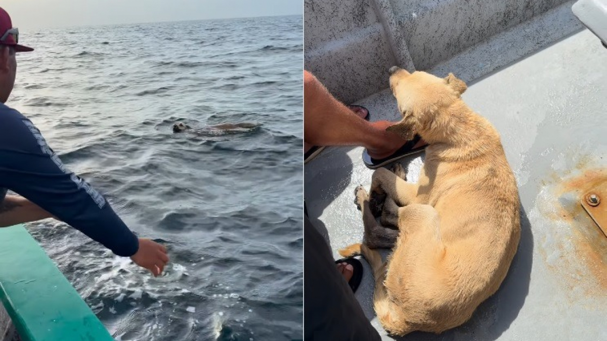 Illustration : "Des pêcheurs sauvent un chien retrouvé seul dans l'océan à 1,5 kilomètre du rivage et le ramènent à son propriétaire (vidéo)"