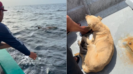 Illustration : Des p&ecirc;cheurs sauvent un chien retrouv&eacute; seul dans l'oc&eacute;an &agrave; 1,5 kilom&egrave;tre du rivage et le ram&egrave;nent &agrave; son propri&eacute;taire (vid&eacute;o)