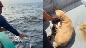 Illustration : Des p&ecirc;cheurs sauvent un chien retrouv&eacute; seul dans l'oc&eacute;an &agrave; 1,5 kilom&egrave;tre du rivage et le ram&egrave;nent &agrave; son propri&eacute;taire (vid&eacute;o)