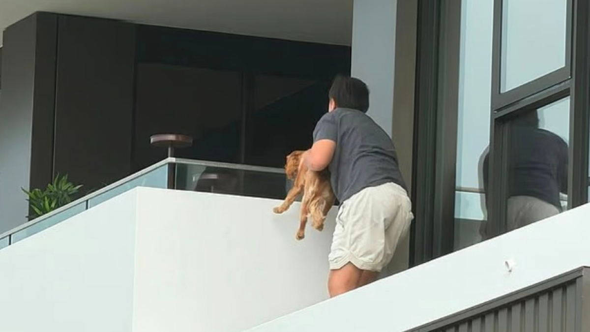 Illustration : "Un garçon de seulement 12 ans escalade un immeuble pour sauver un chiot en détresse coincé sur une corniche"
