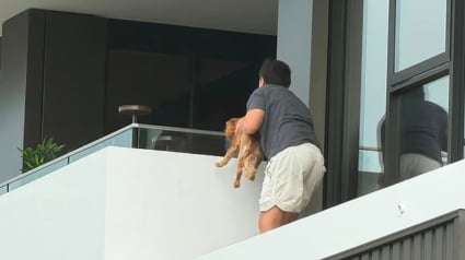 Illustration : Un gar&ccedil;on de seulement 12 ans escalade un immeuble pour sauver un chiot en d&eacute;tresse coinc&eacute; sur une corniche