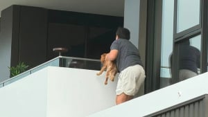 Illustration : Un gar&ccedil;on de seulement 12 ans escalade un immeuble pour sauver un chiot en d&eacute;tresse coinc&eacute; sur une corniche