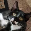 Illustration : Un pompier affronte le vide et descend en rappel pour sauver un chaton coinc&eacute; entre 2 b&acirc;timents