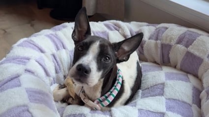 Illustration : Anxieuse dans sa famille d'accueil cette chienne se blottit contre un Pitbull pour se rassurer (vid&eacute;o)