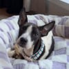 Illustration : Anxieuse dans sa famille d'accueil cette chienne se blottit contre un Pitbull pour se rassurer (vid&eacute;o)