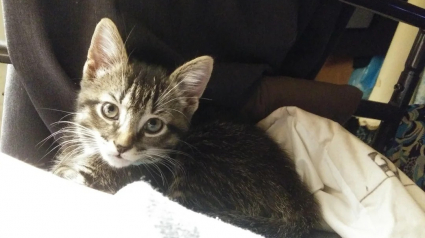 Illustration : Par &laquo; un heureux hasard &raquo;, ce chaton abandonn&eacute; de 3 semaines miaule sous une fen&ecirc;tre et trouve celle qui deviendra sa ma&icirc;tresse