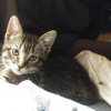 Illustration : Par &laquo; un heureux hasard &raquo;, ce chaton abandonn&eacute; de 3 semaines miaule sous une fen&ecirc;tre et trouve celle qui deviendra sa ma&icirc;tresse