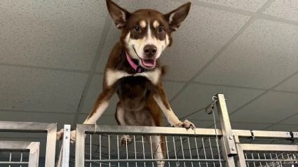 Illustration : Longtemps encha&icirc;n&eacute;e dehors cette chienne escaladant son box amuse le refuge puis attend l'adoption en famille d'accueil